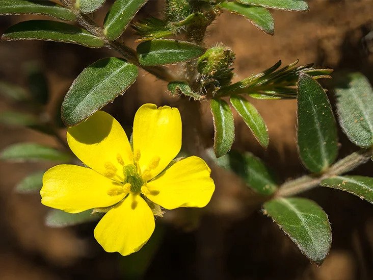 Tribulus Terrestris Extract